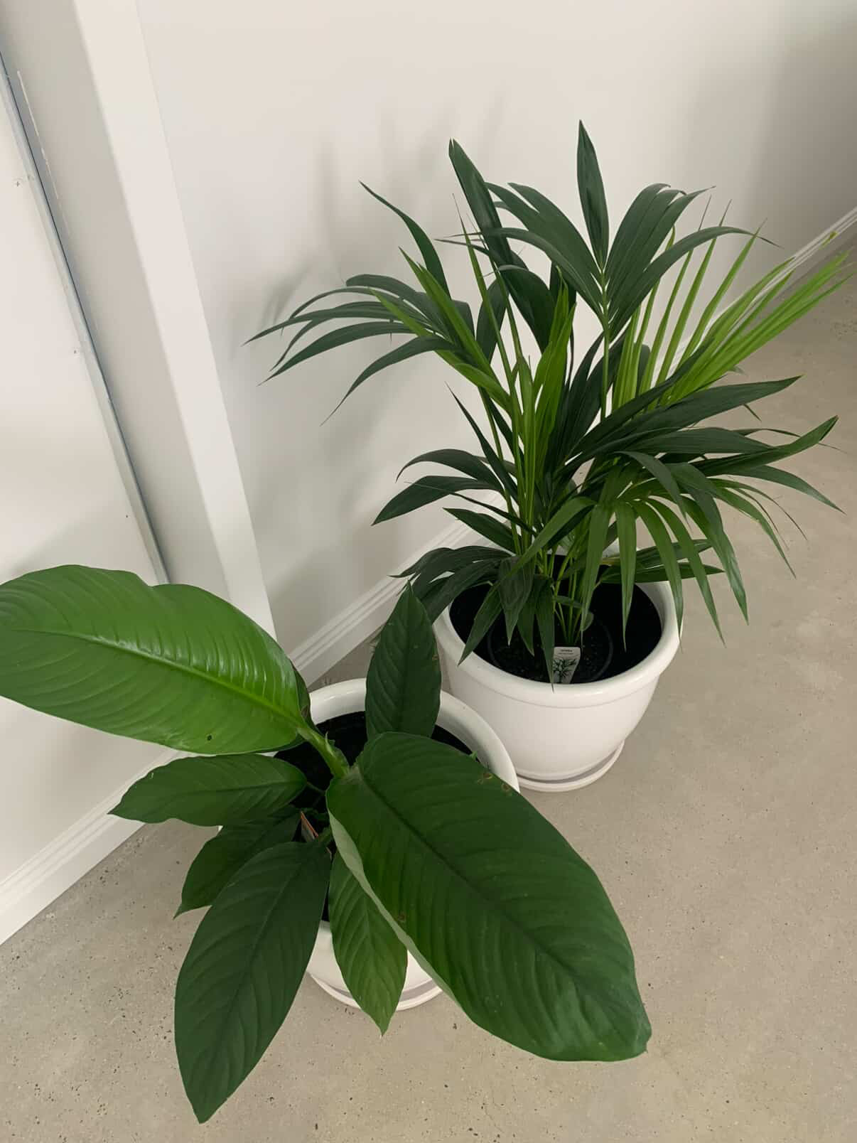 Plant in the studio corner
